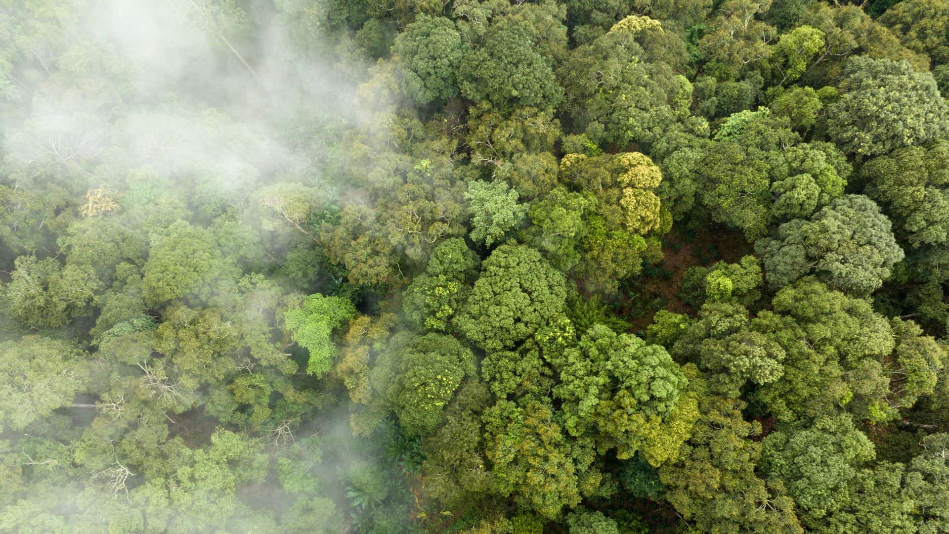 Emissioni e ambiente | MTM Energia