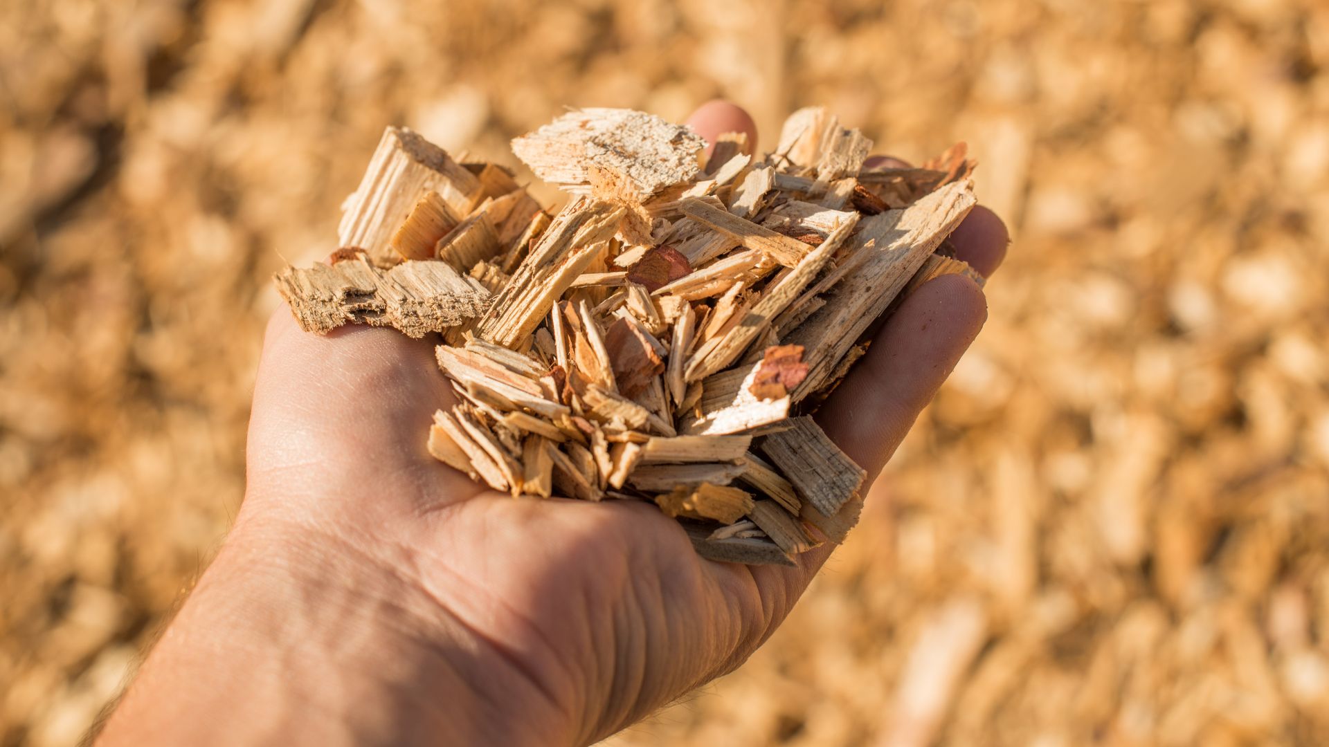 Combustibili rinnovabili per la Cogenerazione: dalla biomassa all’idrogeno